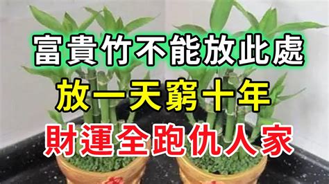 金邊富貴竹風水|富貴竹風水：3步旺財運